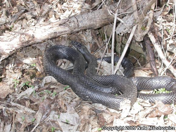 Eastern Ratsnake (Pantherophis alleghaniensis)