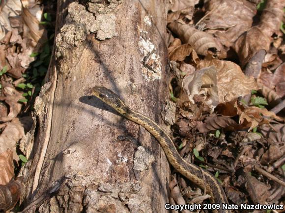 Eastern Gartersnake (Thamnophis sirtalis sirtalis)