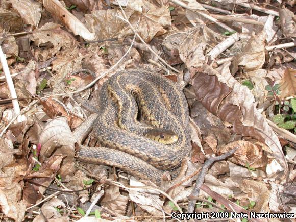 Eastern Gartersnake (Thamnophis sirtalis sirtalis)