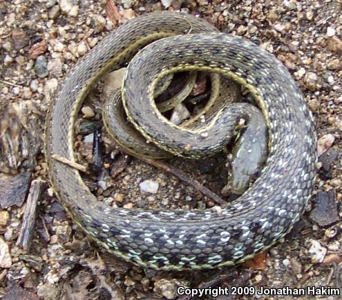 Two-striped Gartersnake (Thamnophis hammondii)