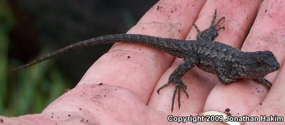 Great Basin Fence Lizard (Sceloporus occidentalis longipes)