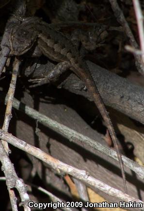 Great Basin Fence Lizard (Sceloporus occidentalis longipes)