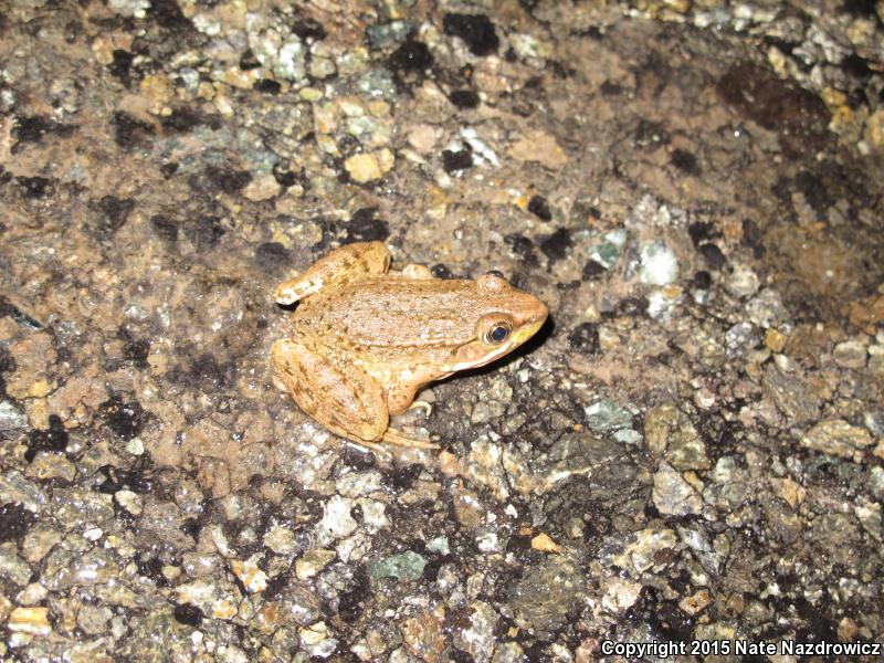 Green Frog (Lithobates clamitans)