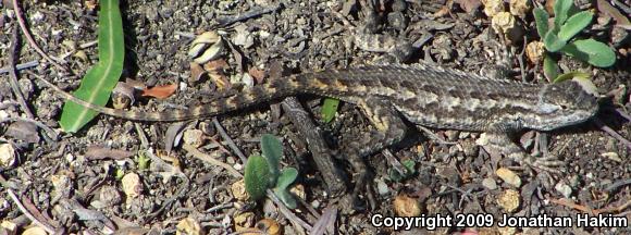 Great Basin Fence Lizard (Sceloporus occidentalis longipes)