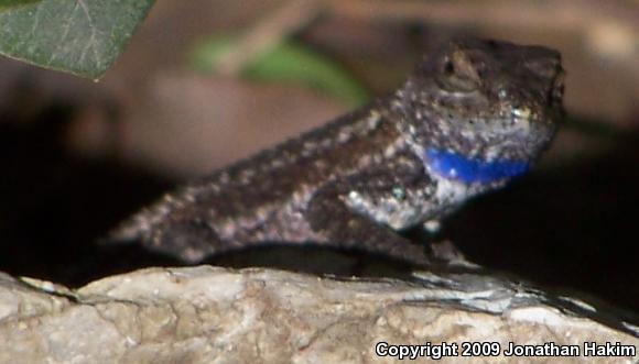 Great Basin Fence Lizard (Sceloporus occidentalis longipes)