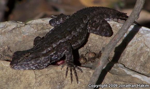 Great Basin Fence Lizard (Sceloporus occidentalis longipes)