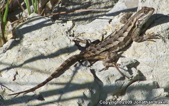 Great Basin Fence Lizard (Sceloporus occidentalis longipes)