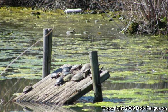 Eastern Painted Turtle (Chrysemys picta picta)