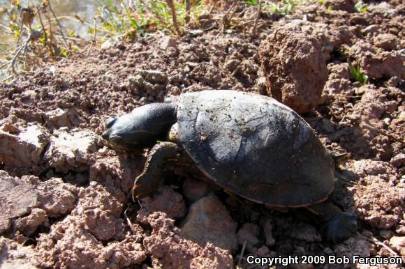 Northern Red-bellied Cooter (Pseudemys rubriventris)