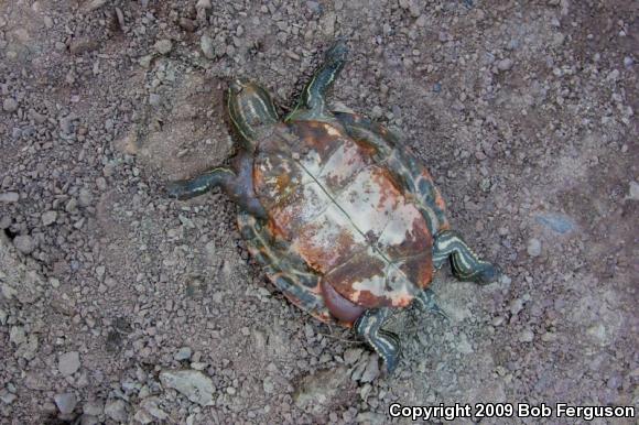 Northern Red-bellied Cooter (Pseudemys rubriventris)