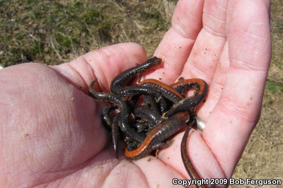 Eastern Red-backed Salamander (Plethodon cinereus)