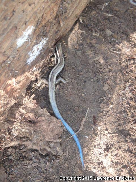 Great Basin Skink (Plestiodon skiltonianus utahensis)