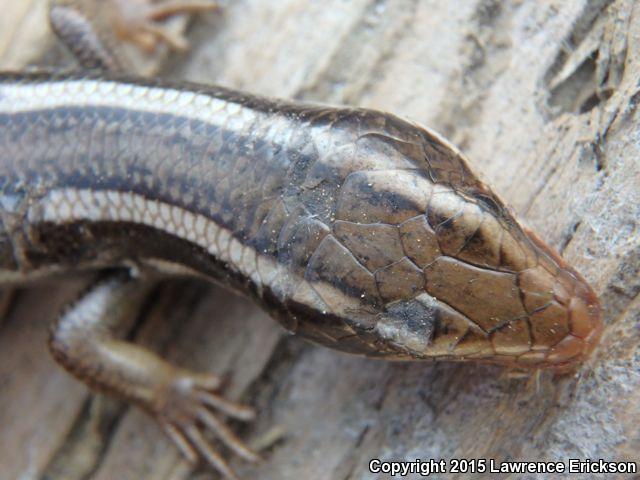 Great Basin Skink (Plestiodon skiltonianus utahensis)