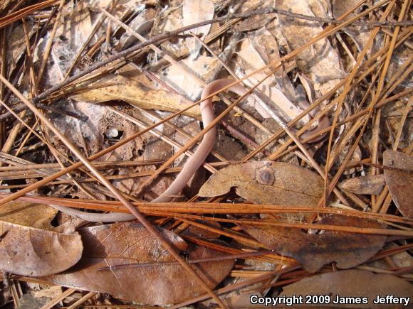 Southeastern Crowned Snake (Tantilla coronata)