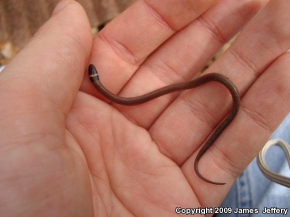 Southeastern Crowned Snake (Tantilla coronata)