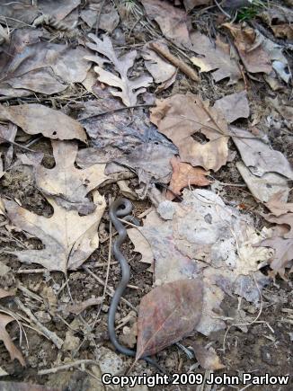 Prairie Ring-necked Snake (Diadophis punctatus arnyi)