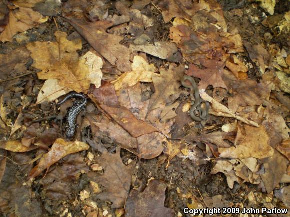 Prairie Ring-necked Snake (Diadophis punctatus arnyi)