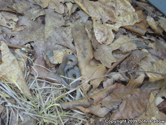 Prairie Ring-necked Snake (Diadophis punctatus arnyi)