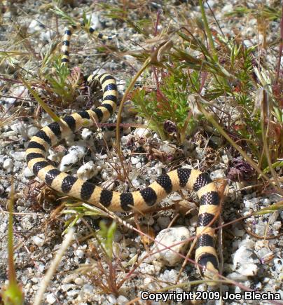 Mojave Shovel-nosed Snake (Chionactis occipitalis occipitalis)