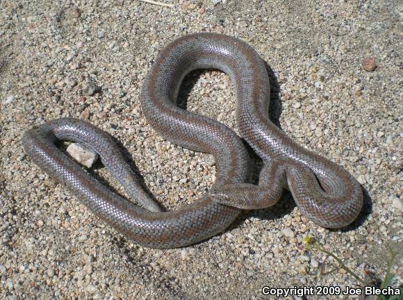 Coastal Rosy Boa (Lichanura trivirgata roseofusca)