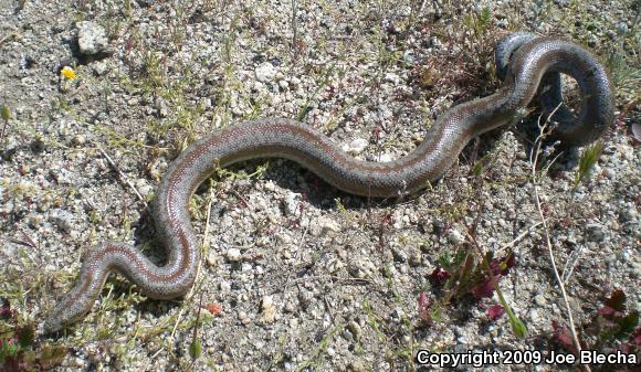 Coastal Rosy Boa (Lichanura trivirgata roseofusca)