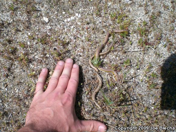 California Legless Lizard (Anniella pulchra)