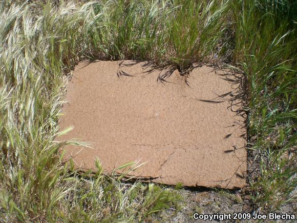 California Legless Lizard (Anniella pulchra)