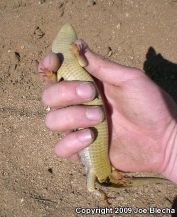 San Diego Alligator Lizard (Elgaria multicarinata webbii)