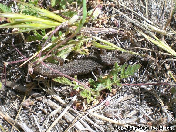 Desert Night Lizard (Xantusia vigilis vigilis)