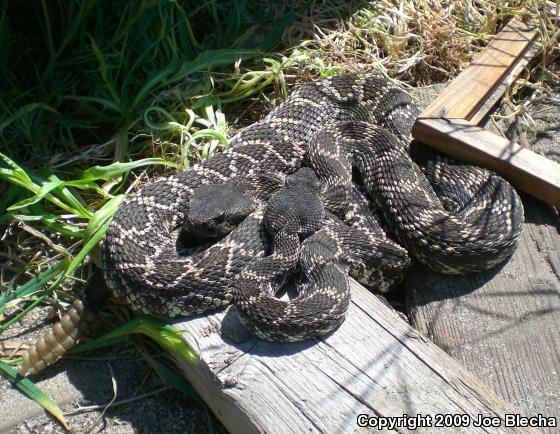 Southern Pacific Rattlesnake (Crotalus oreganus helleri)