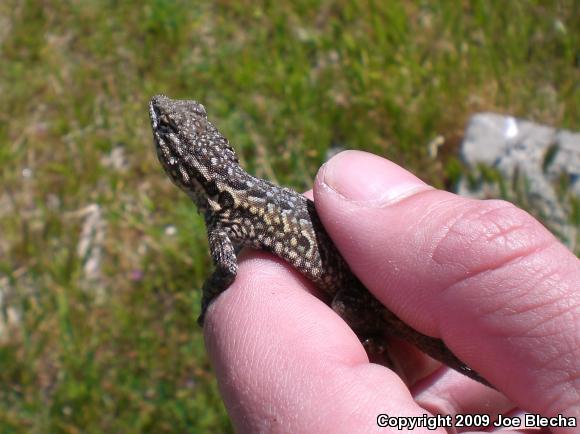 Common Side-blotched Lizard (Uta stansburiana)