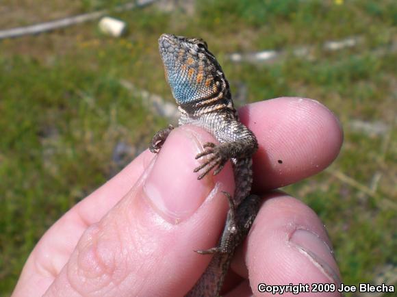 Common Side-blotched Lizard (Uta stansburiana)