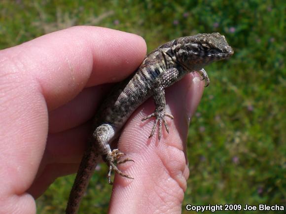 Common Side-blotched Lizard (Uta stansburiana)