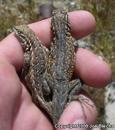 Common Side-blotched Lizard (Uta stansburiana)