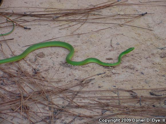 Rough Greensnake (Opheodrys aestivus)