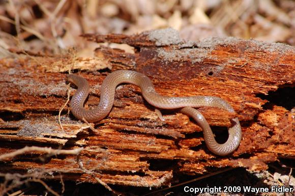 Eastern Wormsnake (Carphophis amoenus amoenus)