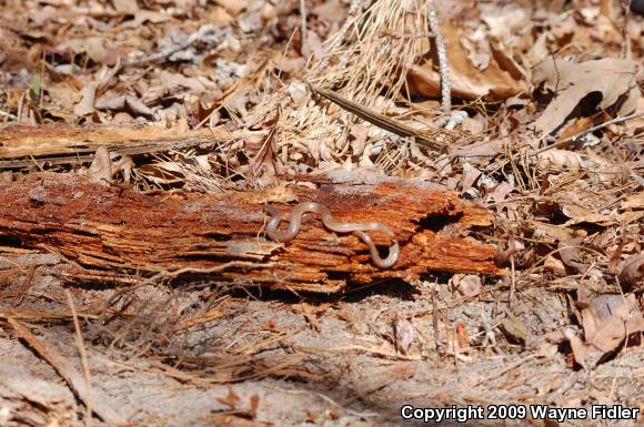 Eastern Wormsnake (Carphophis amoenus amoenus)