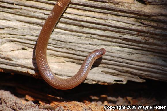 Eastern Wormsnake (Carphophis amoenus amoenus)