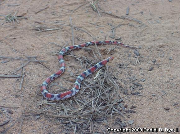 Scarletsnake (Cemophora coccinea)