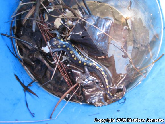 Spotted Salamander (Ambystoma maculatum)