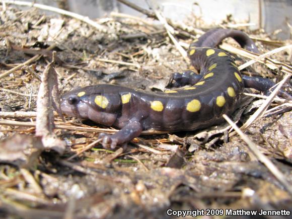 Spotted Salamander (Ambystoma maculatum)