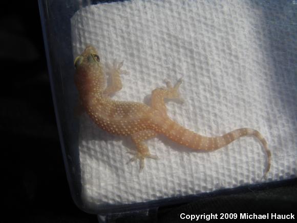 Mediterranean House Gecko (Hemidactylus turcicus)