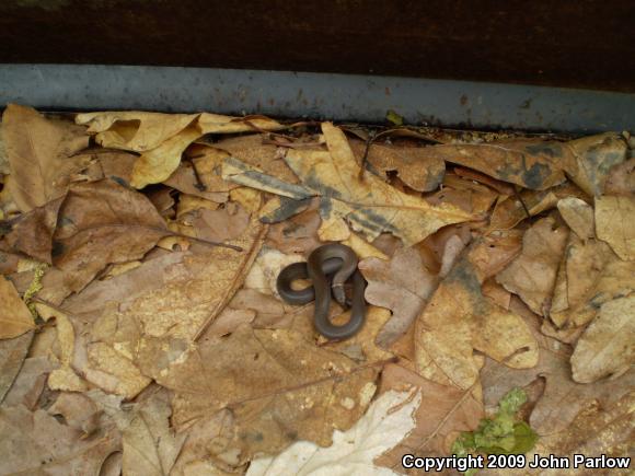 Prairie Ring-necked Snake (Diadophis punctatus arnyi)