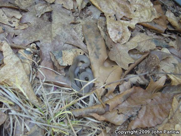 Prairie Ring-necked Snake (Diadophis punctatus arnyi)