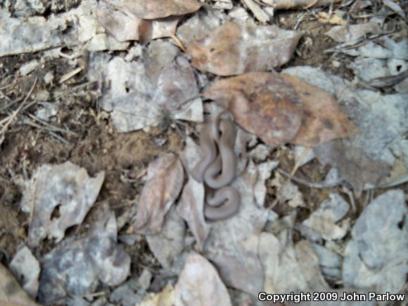 Western Smooth Earthsnake (Virginia valeriae elegans)