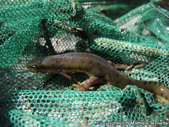 Red-Spotted Newt (Notophthalmus viridescens viridescens)