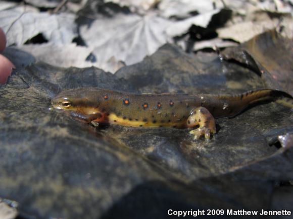 Red-Spotted Newt (Notophthalmus viridescens viridescens)