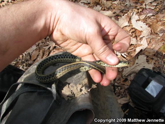 Eastern Gartersnake (Thamnophis sirtalis sirtalis)