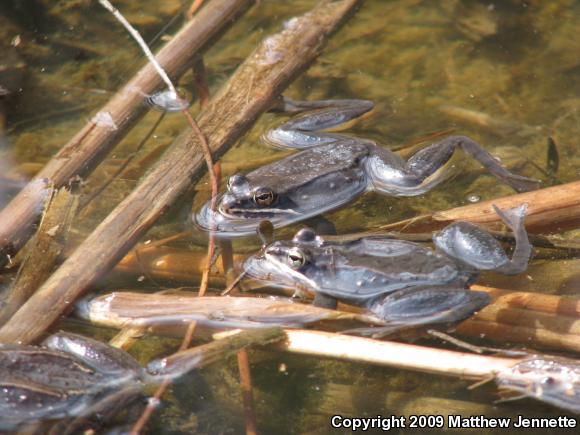 Wood Frog (Lithobates sylvaticus)