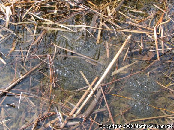 Wood Frog (Lithobates sylvaticus)